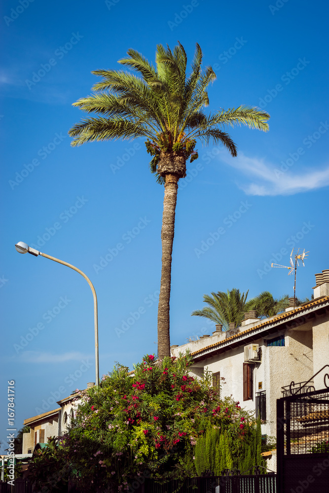 Palm trees in a coastal Spanish city.
