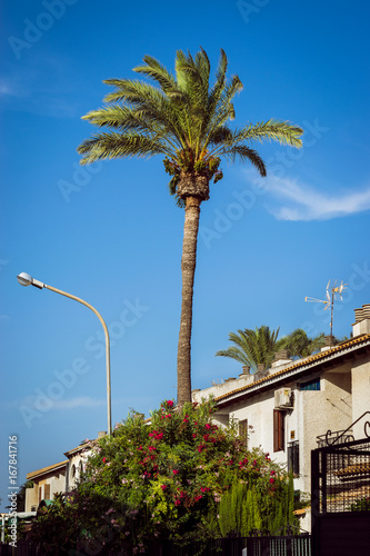 Palm trees in a coastal Spanish city. © Javier