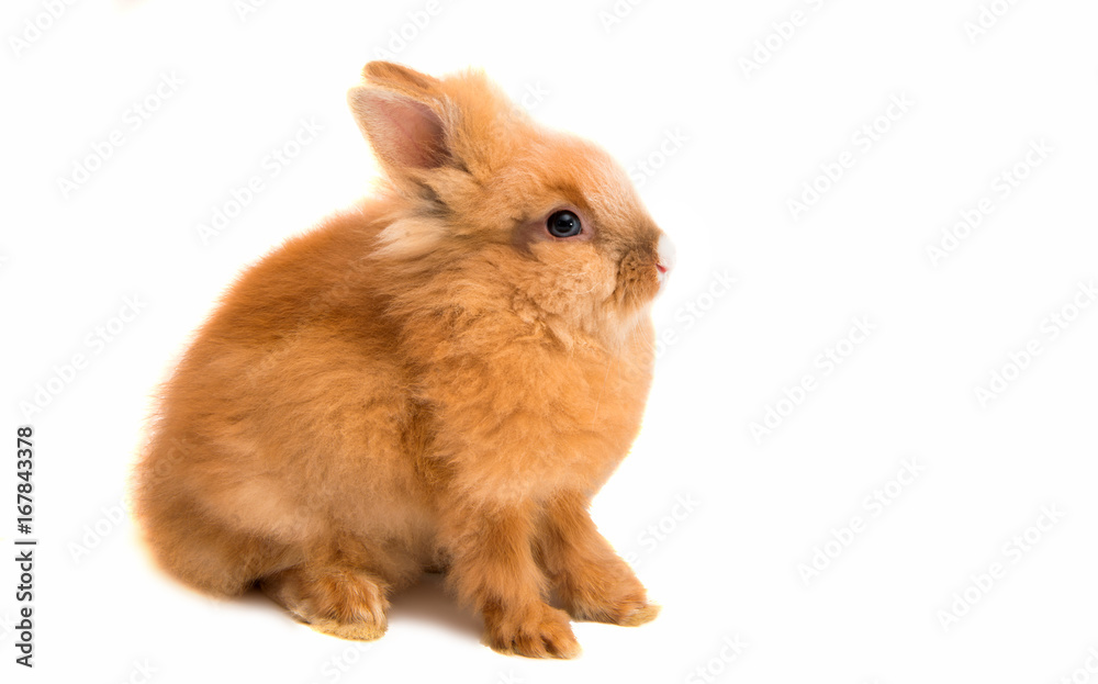 beautiful red-haired rabbit sitting isolated