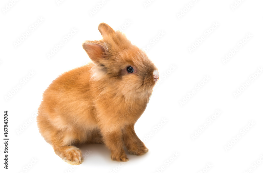 beautiful red-haired rabbit sitting isolated