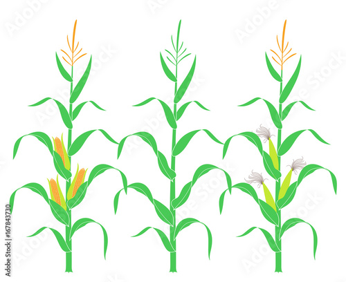 Slika na platnu Corn stalk. Isolated corn on white background