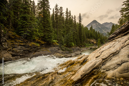 river rapids with pine forest