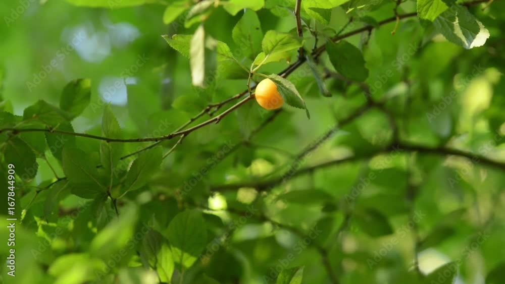 single yellow plum on a tree in the sun and summer single yellow plum on a tree in the sun and summer