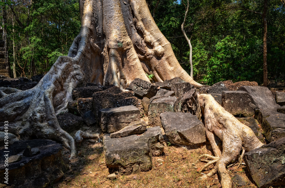 Detail of old tree roots and temple ruins at Angkor Wat