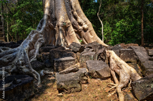 Detail of old tree roots and temple ruins at Angkor Wat