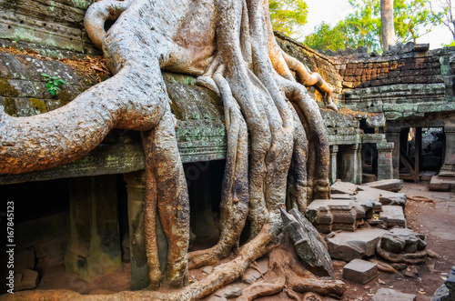 Detail of old tree roots and ancient temple ruins at Angkor Wat