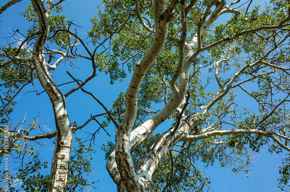 Tree against the sky