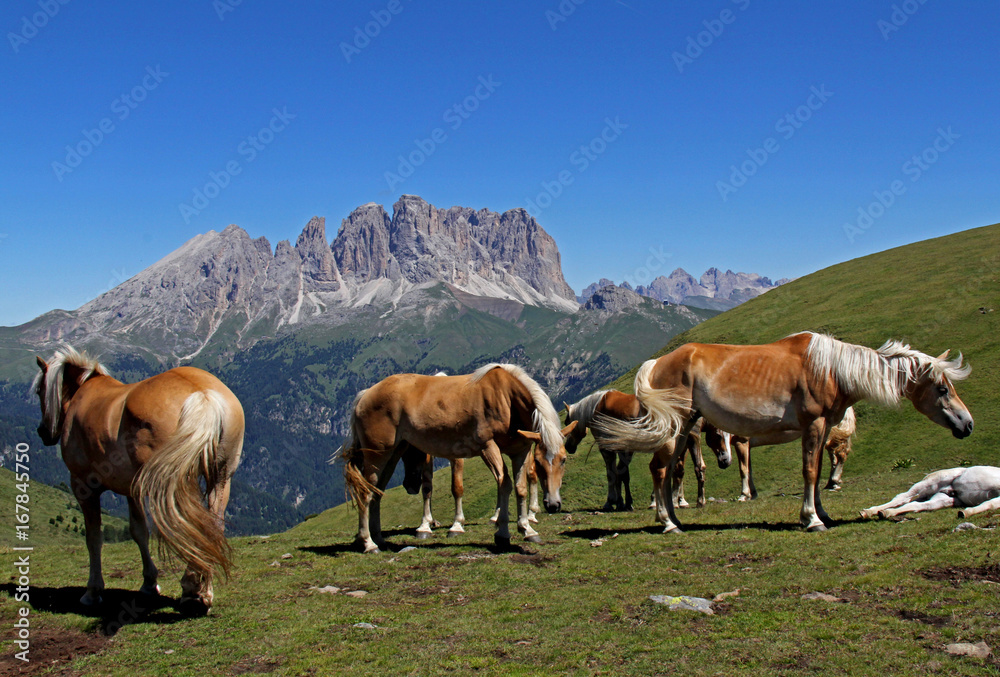 Fototapeta premium cavalli al pascolo; sullo sfondo il gruppo del Sassolungo