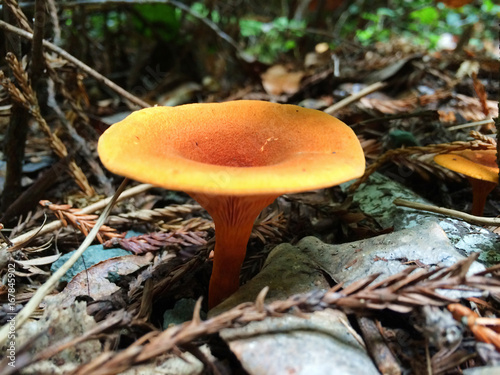 Fungus in the Redwood Forest