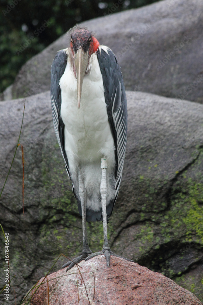 Fototapeta premium African Marabu (Leptoptilos crumeniferus)