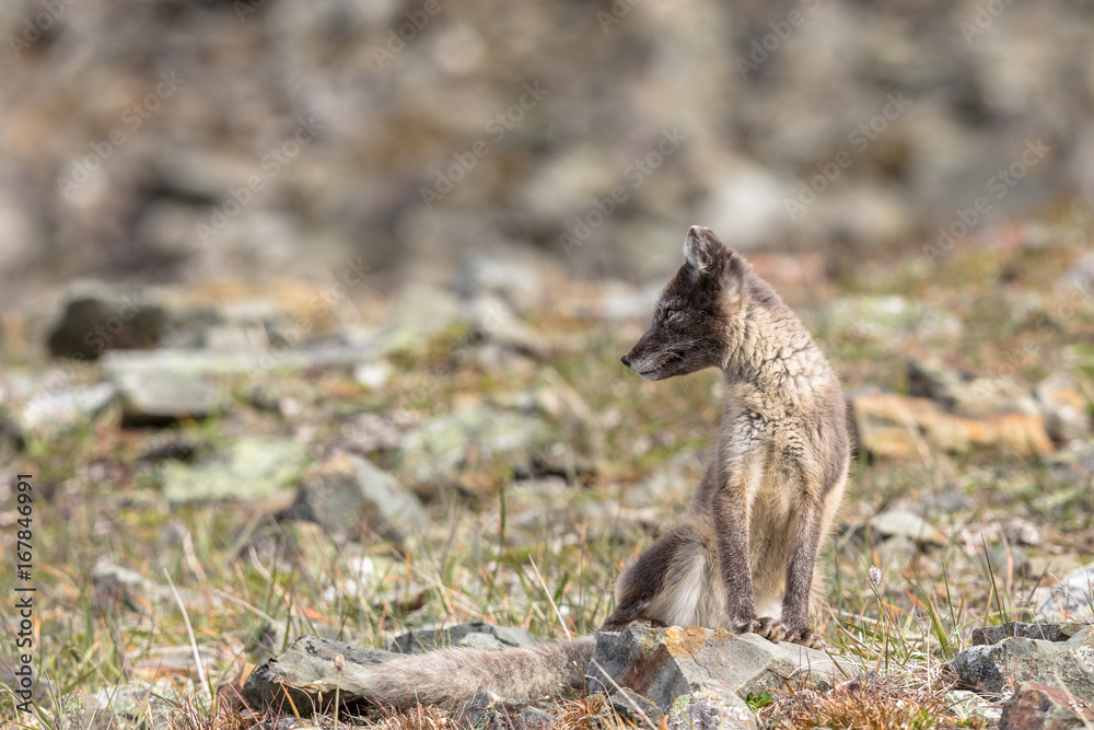 Naklejka premium Arctic fox cub looking to the side, Svalbard