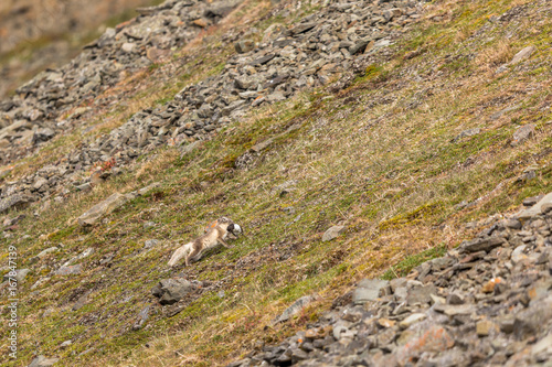 Arctic fox running with a little auk in its mouth, Svalbard