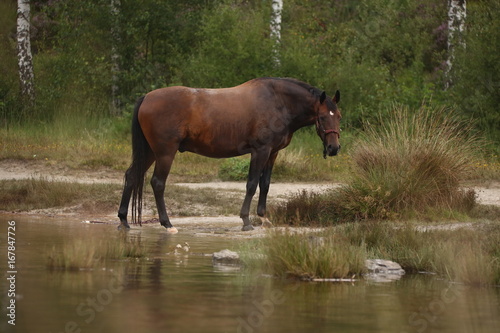 Braunes Pferd frei am See in der Heide