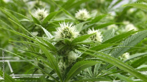 Top of marijuana plant, close up