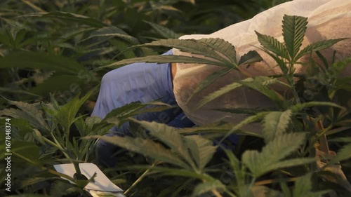 Worker places tag on marijuana plant, close up