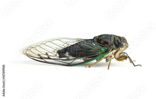 Cicada on a White Background © Melinda Fawver