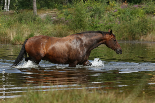 Braunes Pferd in Freiheit am See in der Heide