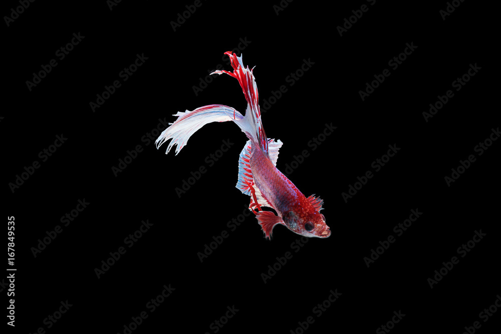 Obraz premium Capture the moving moment of red and white Siamese fighting fish , betta fish isolated on black background.