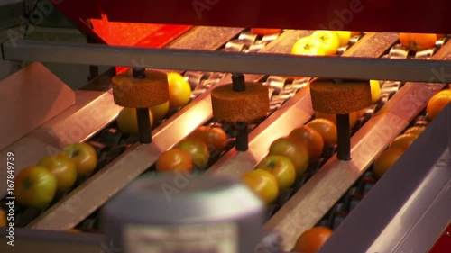 Unripe tomatoes on conveyor belt