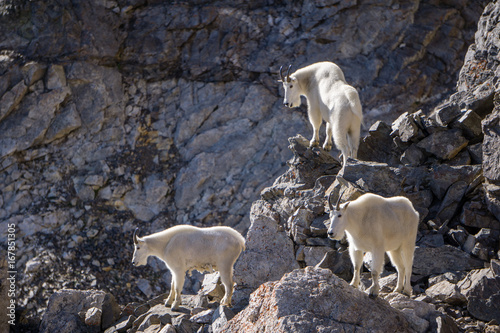 Trio of Mountain Goats