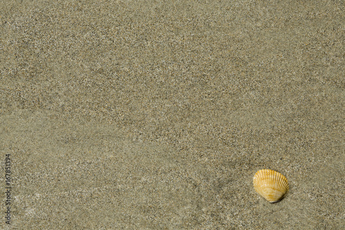 Sea Shell in the Sand