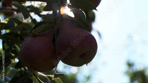 Close up, pears hang from tree