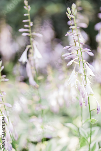 Purple flower