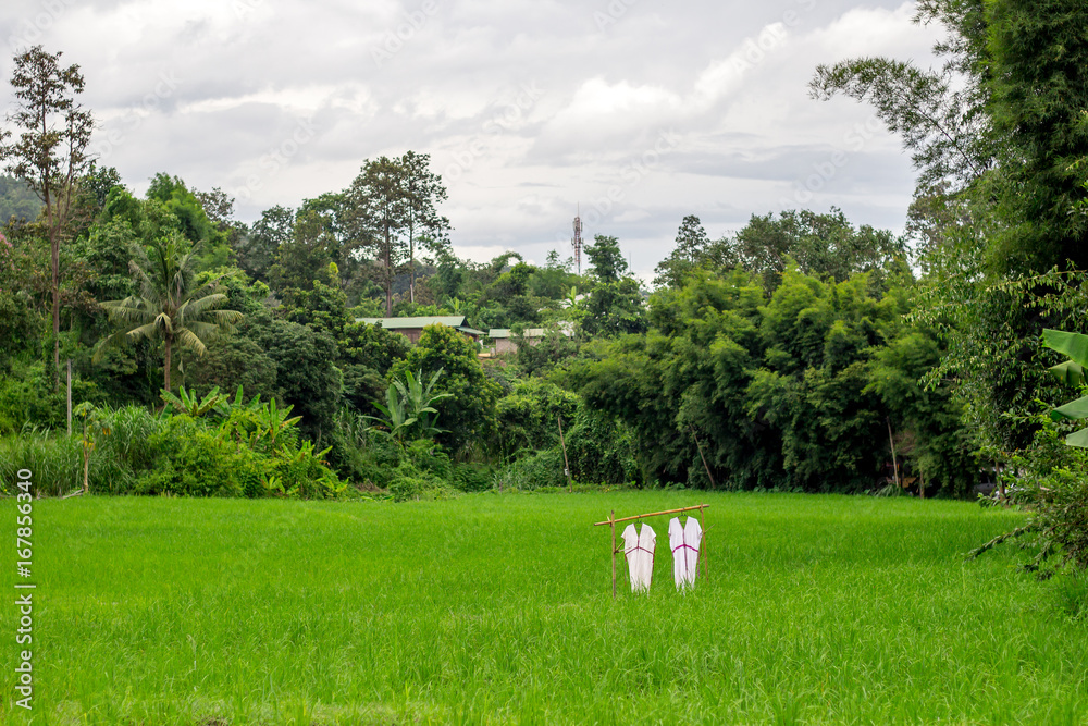 The contrast of white dress of hill tribe called karen and the very green of the rice field in the village in Thailand in the good light day with the house background. The contrast of white dress of hill tribe called karen and the very green of the rice field in the village in Thailand in the good light day with the house background.