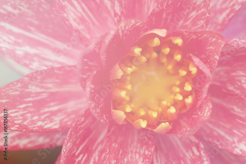 Lotus flower in pastel colors sweet background