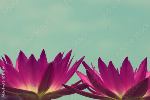 Lotus flower in vintage colors background
