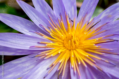 The purple blossom lotus with the dark background of lotus green leaved in the water with the flare from the picture edge.  photo