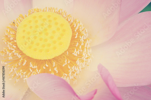 Lotus flower in pastel colors sweet background