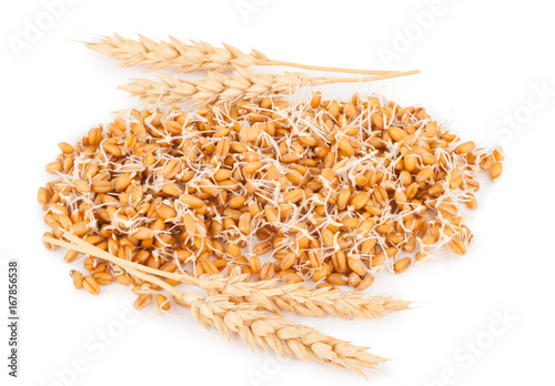 wheat germ with ears photo