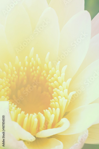 Lotus flower in pastel colors sweet background