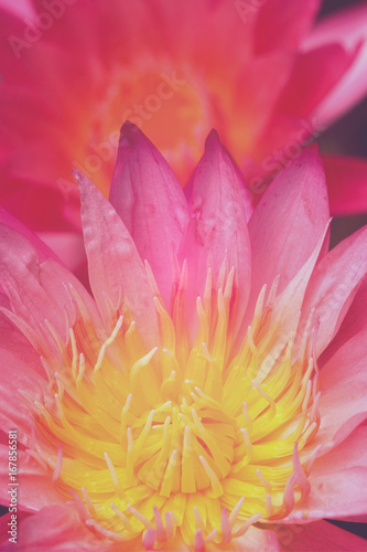 Lotus flower in pastel colors sweet background