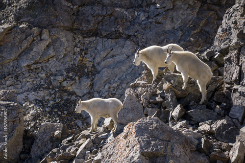 Trio of Mountain Goats