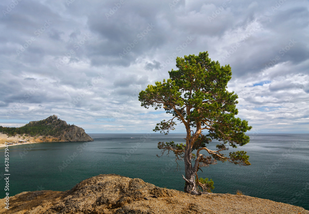 Lonely pine tree on a cliff above the lake Baikal