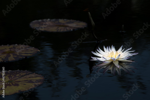 While Lillypad Flower Blooms