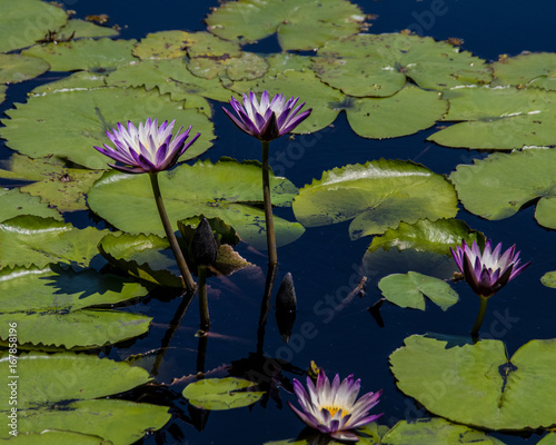 Purple Water Lilly Flowers