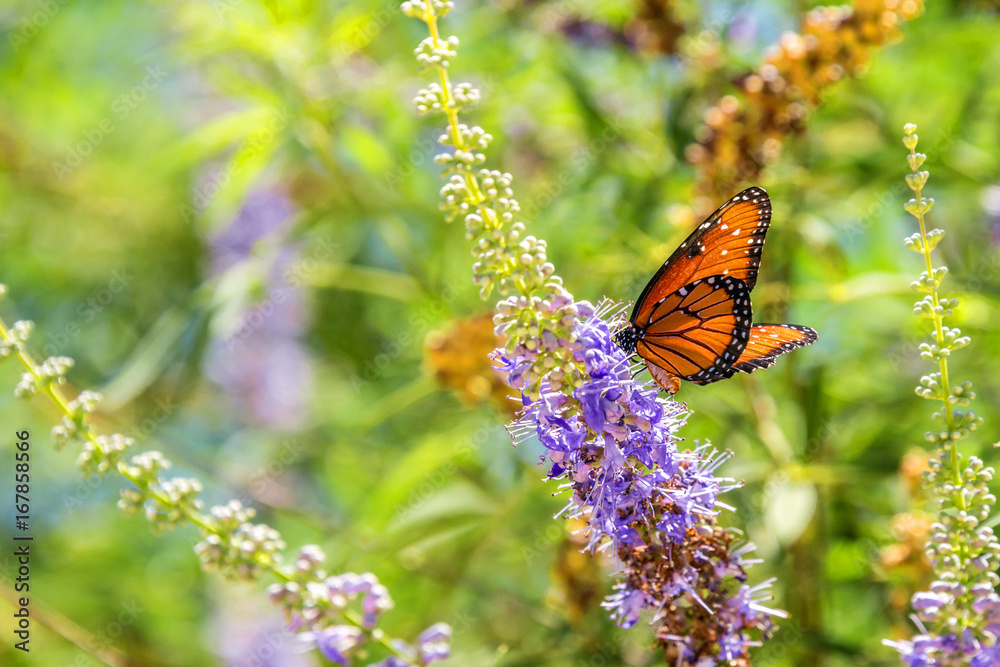 Naklejka Orange Butterfly on a purple flower