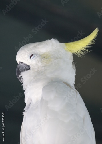 Sulphur-crested cockatoo (Cacatua galerita) photo