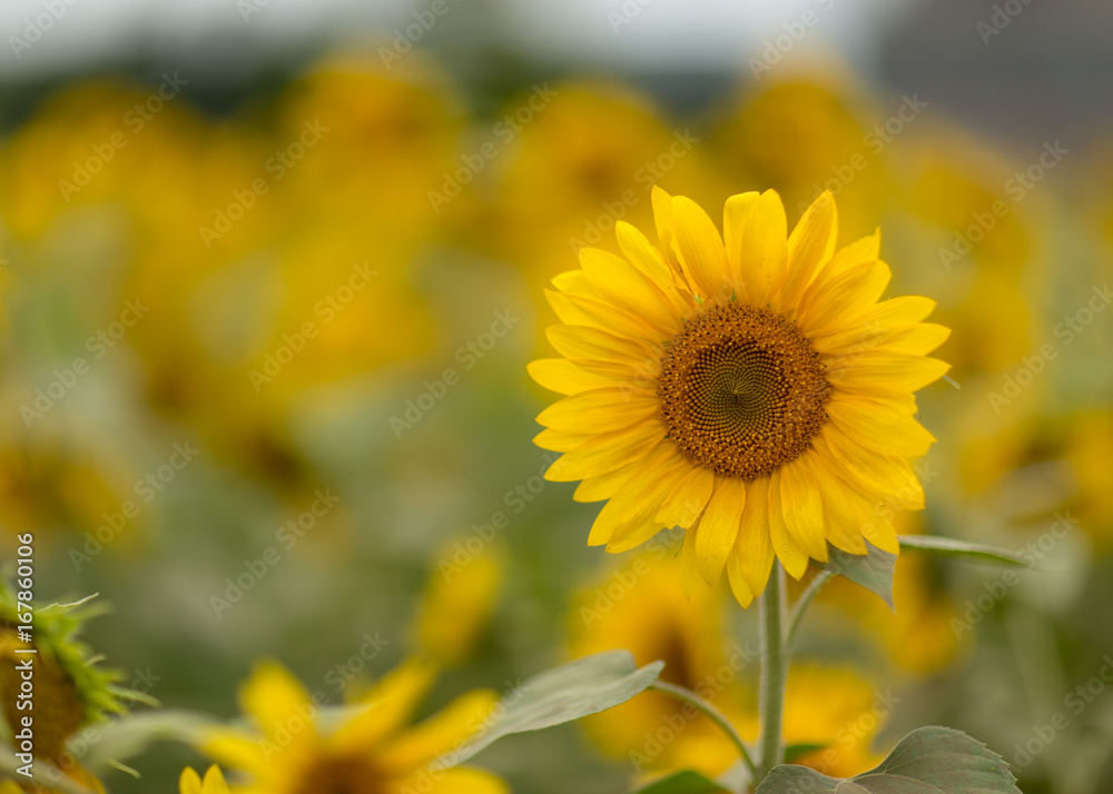 Summers Flower