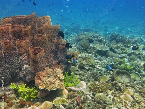 sponges and fish found in coral reef area at Redang island, Malaysia