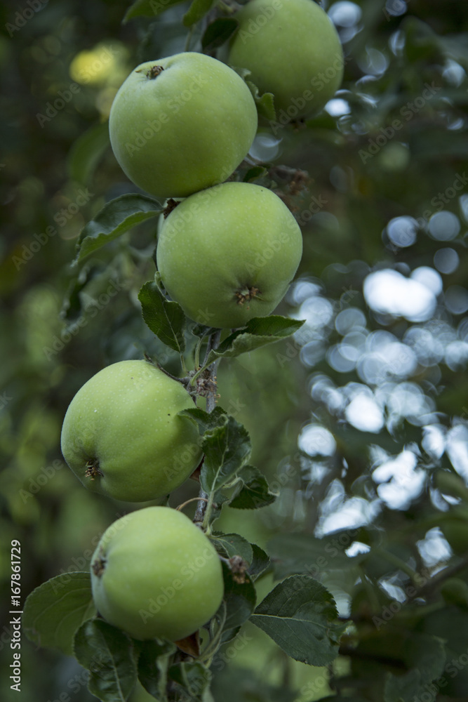 Close Up Vertical View of Green Apples / Leaves Growing on Branch, Shallow Field of Depth/Soft-Focus Background, Daytime