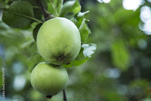 Close Up Horizontal View of Green Apples / Leaves Growing on Branch, Shallow Field of Depth/Soft-Focus Background, Daytime