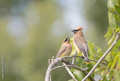 Hungry Cedar Waxwing (Bombycilla Cedrorum) fledgling anxious for adult to feed