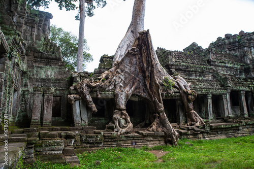 tree on temple