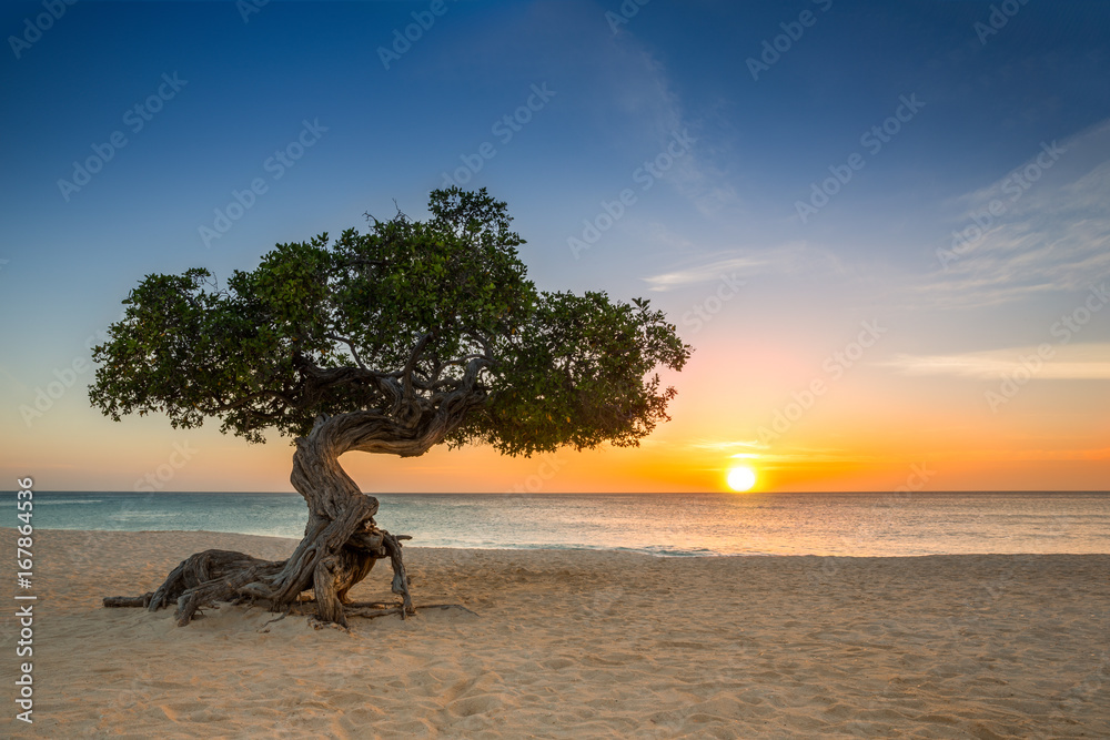 Divi Divi tree on Eagle Beach. The famous Divi Divi tree is Aruba's natural compass, always pointing in a southwesterly direction due to the trade winds that blow across the island - obrazy, fototapety, plakaty 