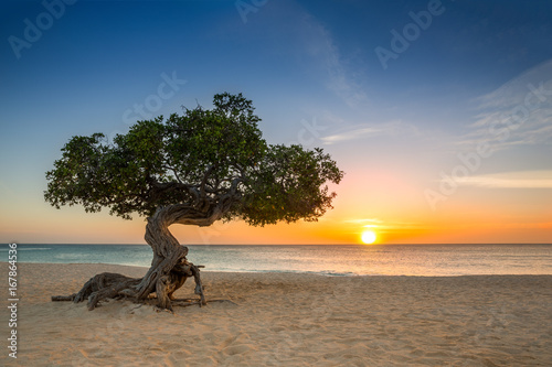 Divi Divi tree on Eagle Beach. The famous Divi Divi tree is Aruba's natural compass, always pointing in a southwesterly direction due to the trade winds that blow across the island