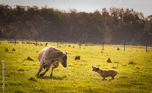 Sticker Cattle Drive Dogs